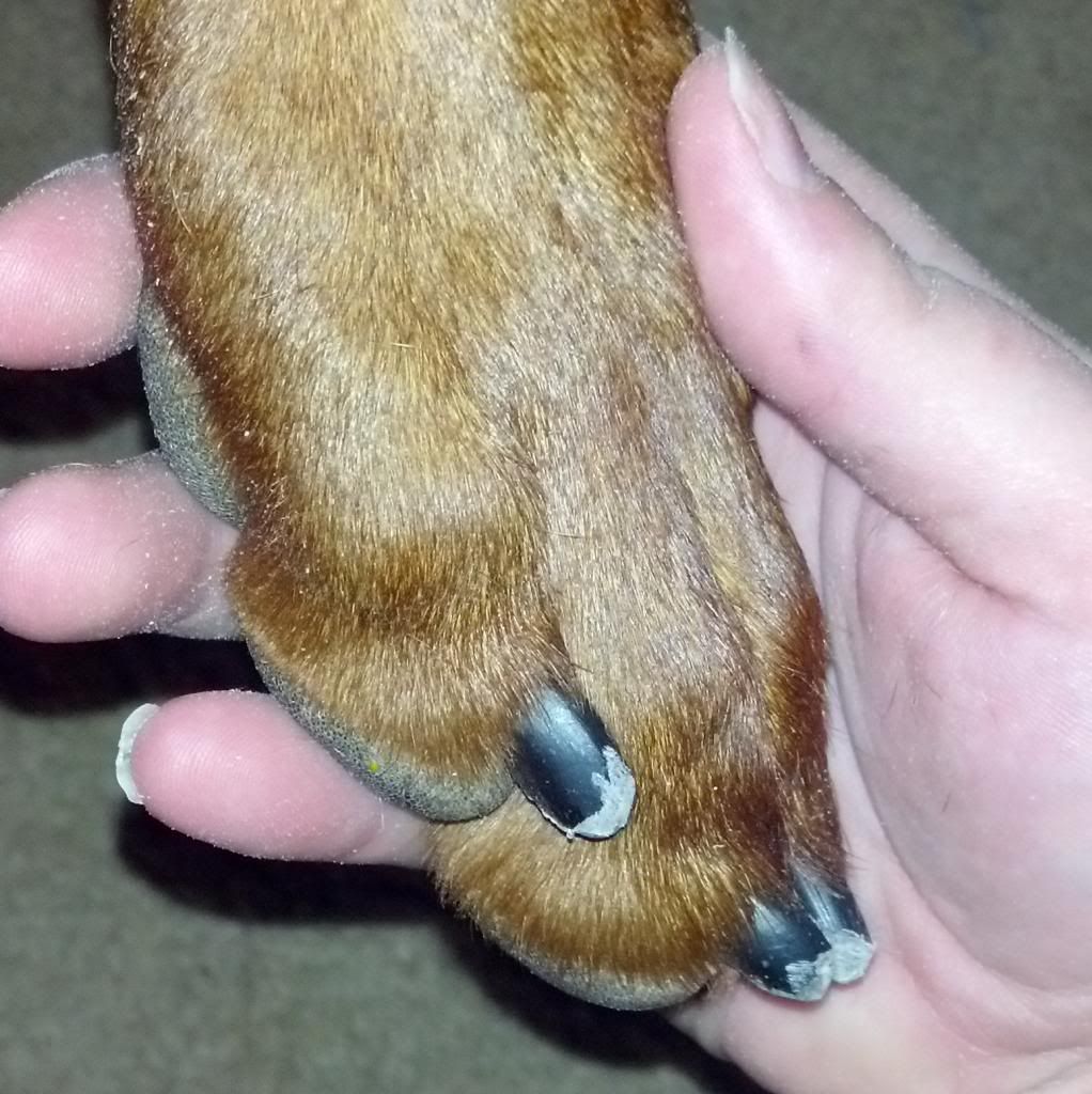 Is this what his nails should look like? - Doberman Forum : Doberman ...