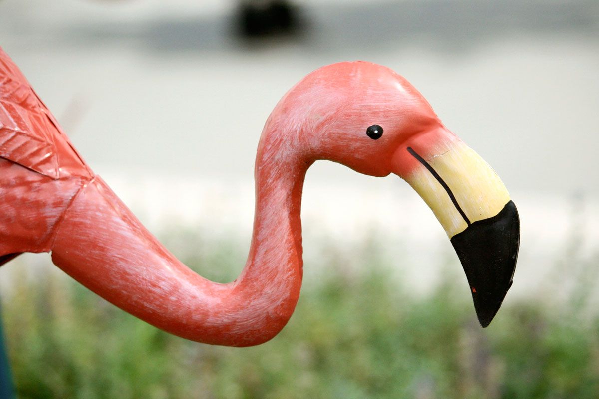  photo Flamingo_2LQ.jpg