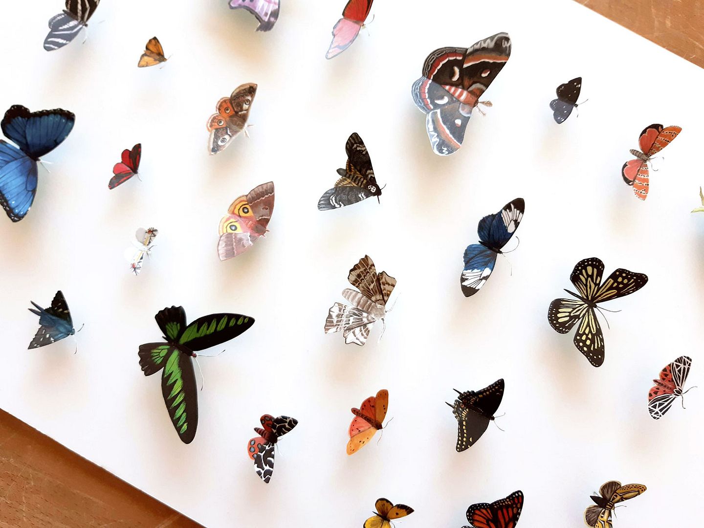  photo faux_taxidermy_butterflies_1.jpg