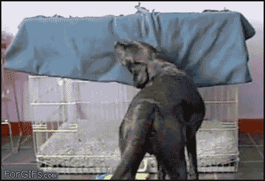 photo ATT00001-3_zps3d75bfd7.gif
