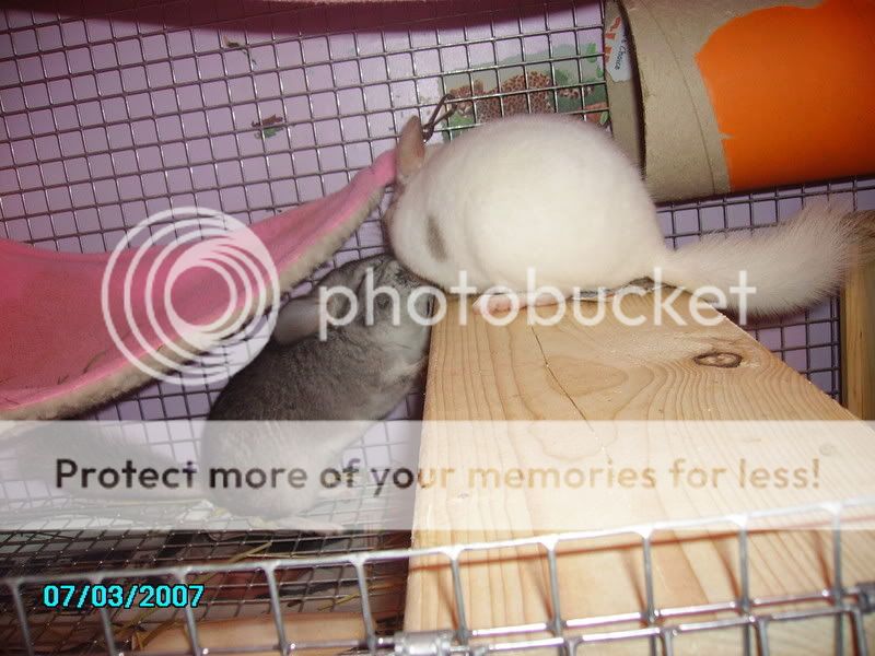 Fluffbubblesbiscuitsandcage055.jpg